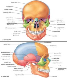 two views of the human skull with labels