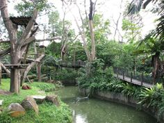 a bridge over a small pond surrounded by trees