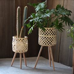 two potted plants sitting on top of wooden stands