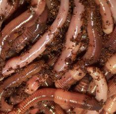 worms in the dirt with brown stuff all over their body and back legs, on top of each other