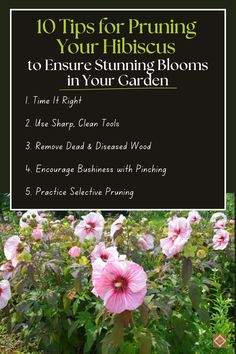 pink flowers with the title 10 tips for pruning your hibiscus in your garden