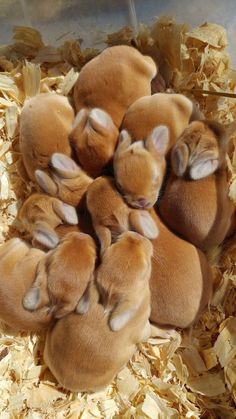 four baby brown rabbits in a pile of wood shavings