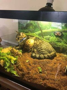 a cat laying on the ground in front of an aquarium filled with plants and fish