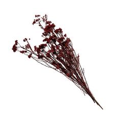 dried red flowers against a white background