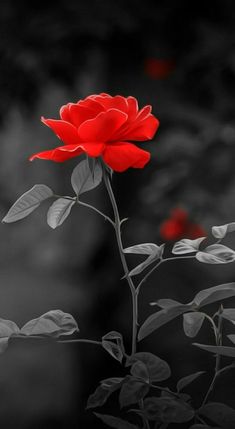 a single red rose sitting on top of a leafy branch in black and white