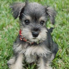 a small gray and black dog sitting in the grass