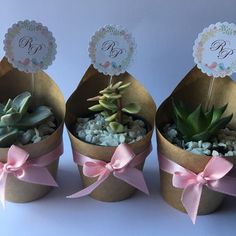 three succulents are in small brown boxes with pink bows and tags on them