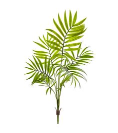 a palm tree with green leaves is shown on a white background