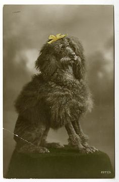 an old black and white photo of a dog with a bow on it's head