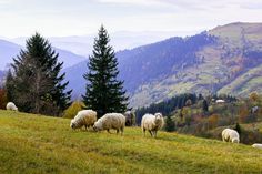 some sheep are grazing on the side of a grassy hill with mountains in the background