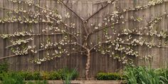 a small tree with white flowers in front of a wooden fence and some plants on the ground