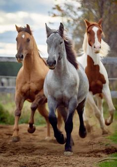 three horses are running in the dirt together