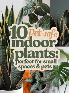 the 10 best indoor plants perfect for small spaces and pets