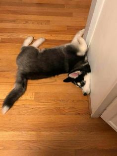 a black and white dog laying on top of a wooden floor next to a door