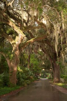 the road is lined with trees covered in spanish moss and hanging from the branches overhangs