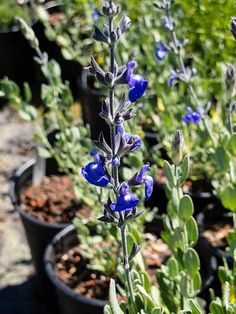 several potted plants with blue flowers in them