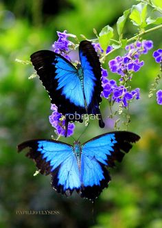 two blue butterflies sitting on top of purple flowers