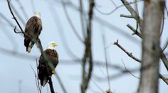 two bald eagles perched on top of bare tree branches, one looking at the camera