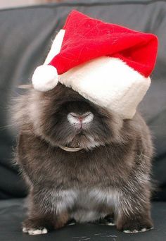 a cat wearing a santa hat on top of it's head