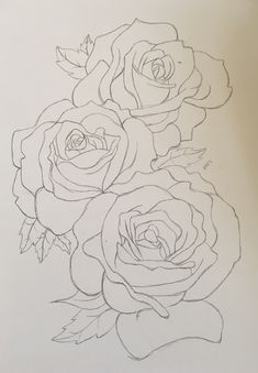 a pencil drawing of three roses on paper