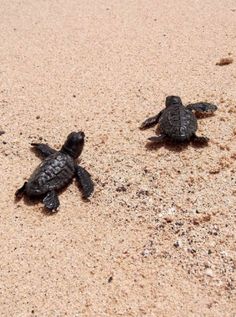 two baby turtles are walking on the sand