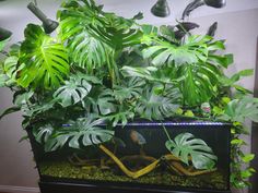 a fish tank filled with lots of green plants and water next to a wall mounted planter