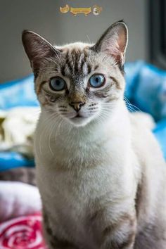 a cat with blue eyes sitting on a bed