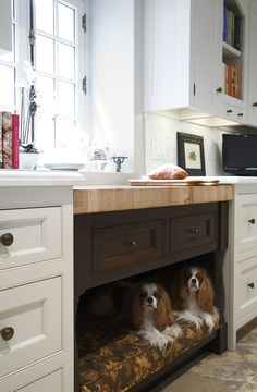 two brown and white dogs sitting under a kitchen counter