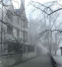 a foggy street lined with trees and buildings