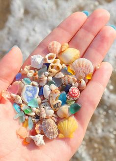 a hand is full of sea shells on the beach