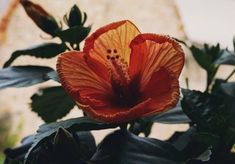 an orange flower with green leaves in the foreground and a building in the background