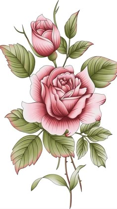 a pink rose with green leaves on a white background