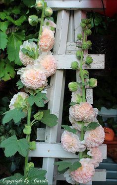 pink flowers are growing on an old ladder