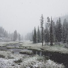 a snowy landscape with trees and water in the foreground, snow falling on the ground