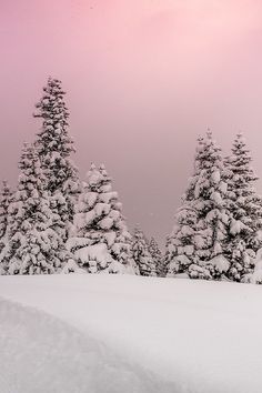 a snowboarder is going down a snowy hill in front of some evergreen trees