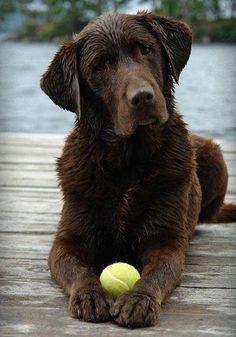 a brown dog laying on top of a wooden dock with a tennis ball in it's mouth