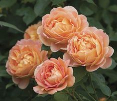 three peach colored roses with green leaves in the foreground and on the far side