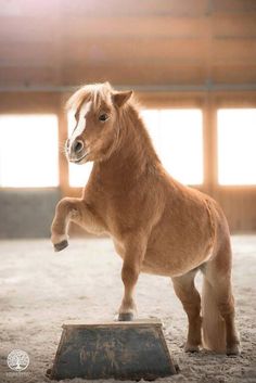 a small horse standing on its hind legs