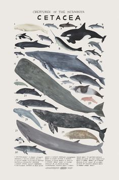 a poster with different types of whales and dolphins in the ocean, including cetacea