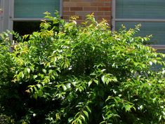 a bush with green leaves in front of a brick building and window shutters on the outside