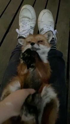 a person is petting a red fox on the deck with their feet in the air