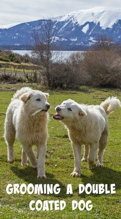 two white dogs standing next to each other in a field with the words grooming a double coated dog