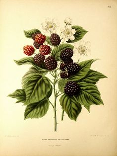 raspberries and blackberrys on a branch with leaves