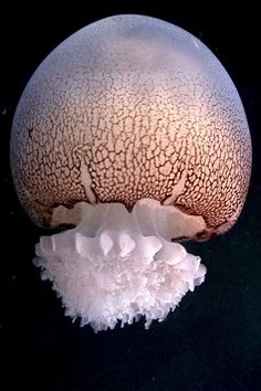 a white jellyfish floating in the water