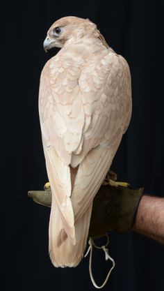 a white bird perched on top of a tree branch next to a person's hand