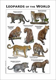 the leopards of the world are depicted in this poster, which shows them different colors and sizes