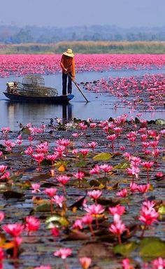 a man standing on top of a boat in a large body of water filled with pink flowers