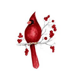 a red bird sitting on top of a tree branch with berries around its neck and wings