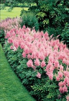 pink flowers line the side of a green lawn in front of some bushes and trees