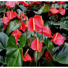 Low Maintenance House Plants, Indoor Flowering Plants, Red Plants, Patio Plants, Air Purifying Plants, Indoor Flowers, Peace Lily